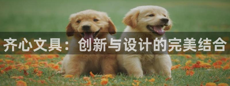 卧龙娱乐右：齐心文具：创新与设计的完美结